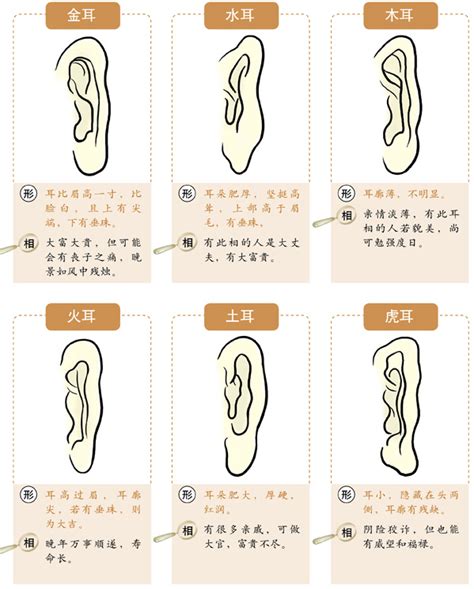 耳型 面相|十六种耳朵面相图文分析三六风水网